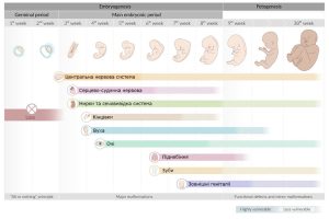 fetal_malformation