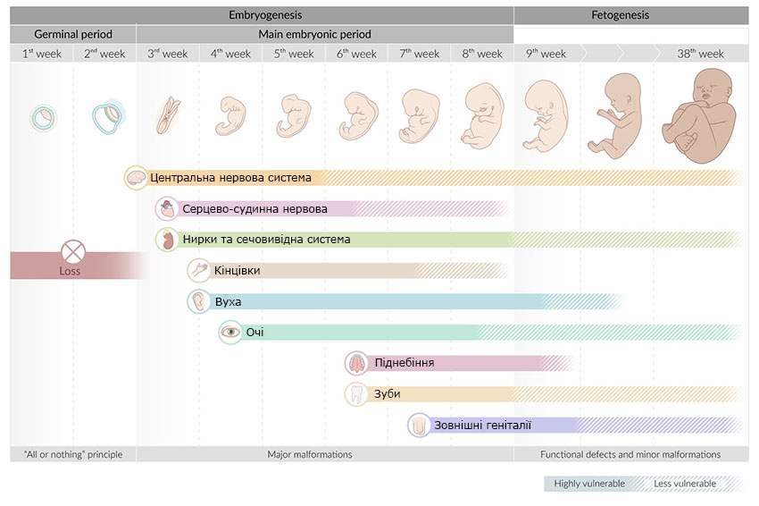 fetal_malformation