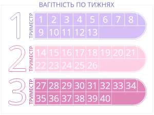 прегна2