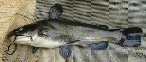 Ameiurus-nebulosus-2f (1)