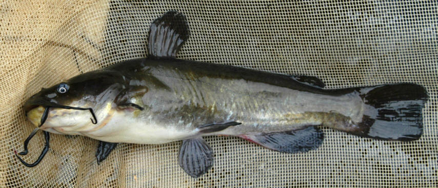 Ameiurus-nebulosus-2f (1)