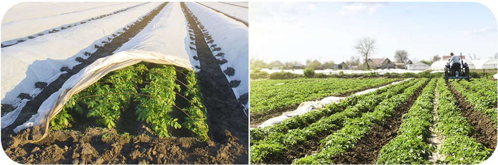kartoplja-agrovolokno-parnik