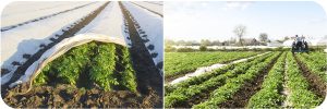 kartoplja-agrovolokno-parnik