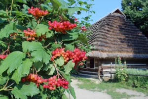 viburnum-house-860x573