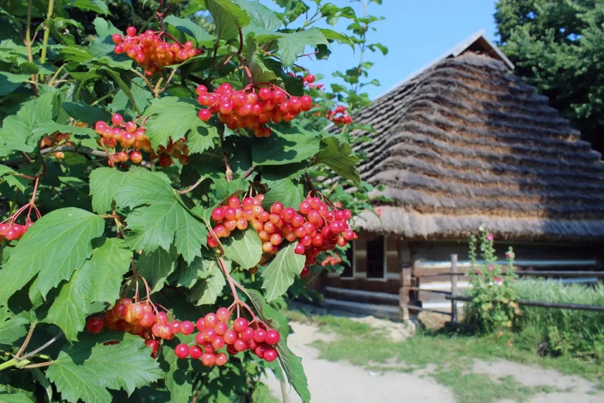 viburnum-house-860x573