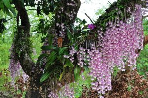 orchid_wild_nature_800x530