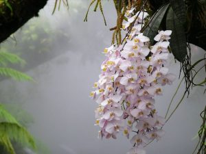 Phalaenopsis_philippinensis_NationalOrchidGarden-Singapore