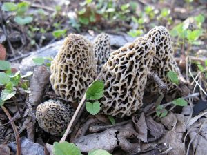 White_Morel_IMG_0399