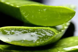 aloe-2163120_960_720_compressed