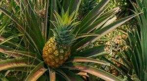 de-roste-ananas