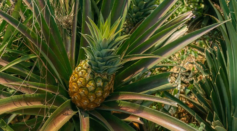 de-roste-ananas