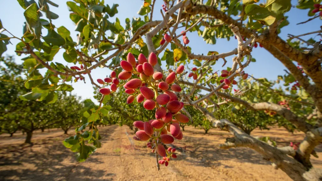 Where-pistachios-grow